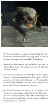 Faltblatt 'Die Wasserfledermaus' (Seite 2)